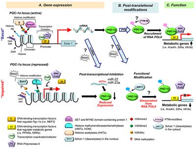 Multiple Levels of PGC-1α Dysregulation in Heart Failure